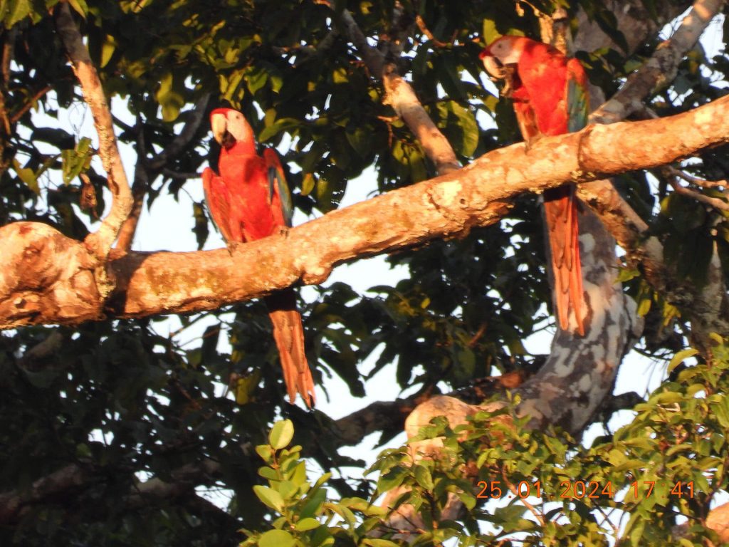 identificación de especies para el monitoreo del pueblo Andoke
