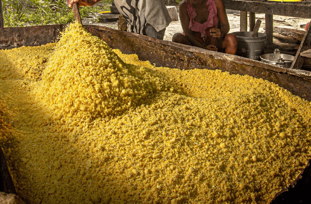 producción de fariña es proyectos productivos del pueblo andoke